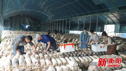 祁东县康衡别院蘑菇种植基地蘑菇大又肥,铺就村民幸福路